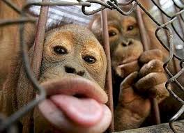 scimmia in gabbia